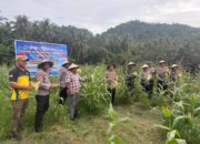 Polres Halteng Panen Raya Jagung, Dukung Ketahanan Pangan Nasional
