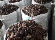 Harga Kopra Surabaya Tembus Rp17.900/Kg, Peluang Petani Kian Terbuka