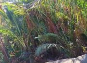 Onyong Tegaskan Kelompoknya Tak Jual Kebun Sagu